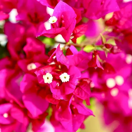 Vila Beelvita&jacuzzi