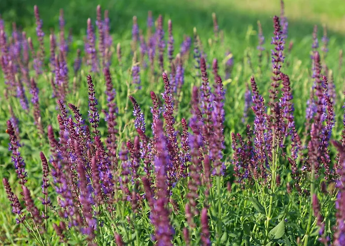 ヴィラ Beelvita&jacuzzi