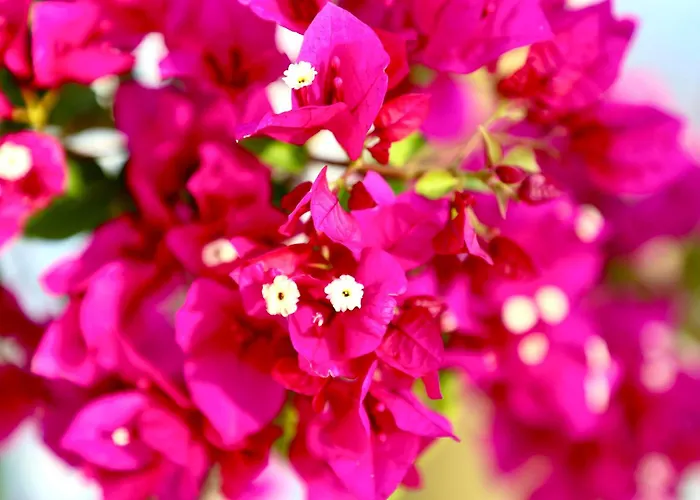 ヴィラ Beelvita&jacuzzi